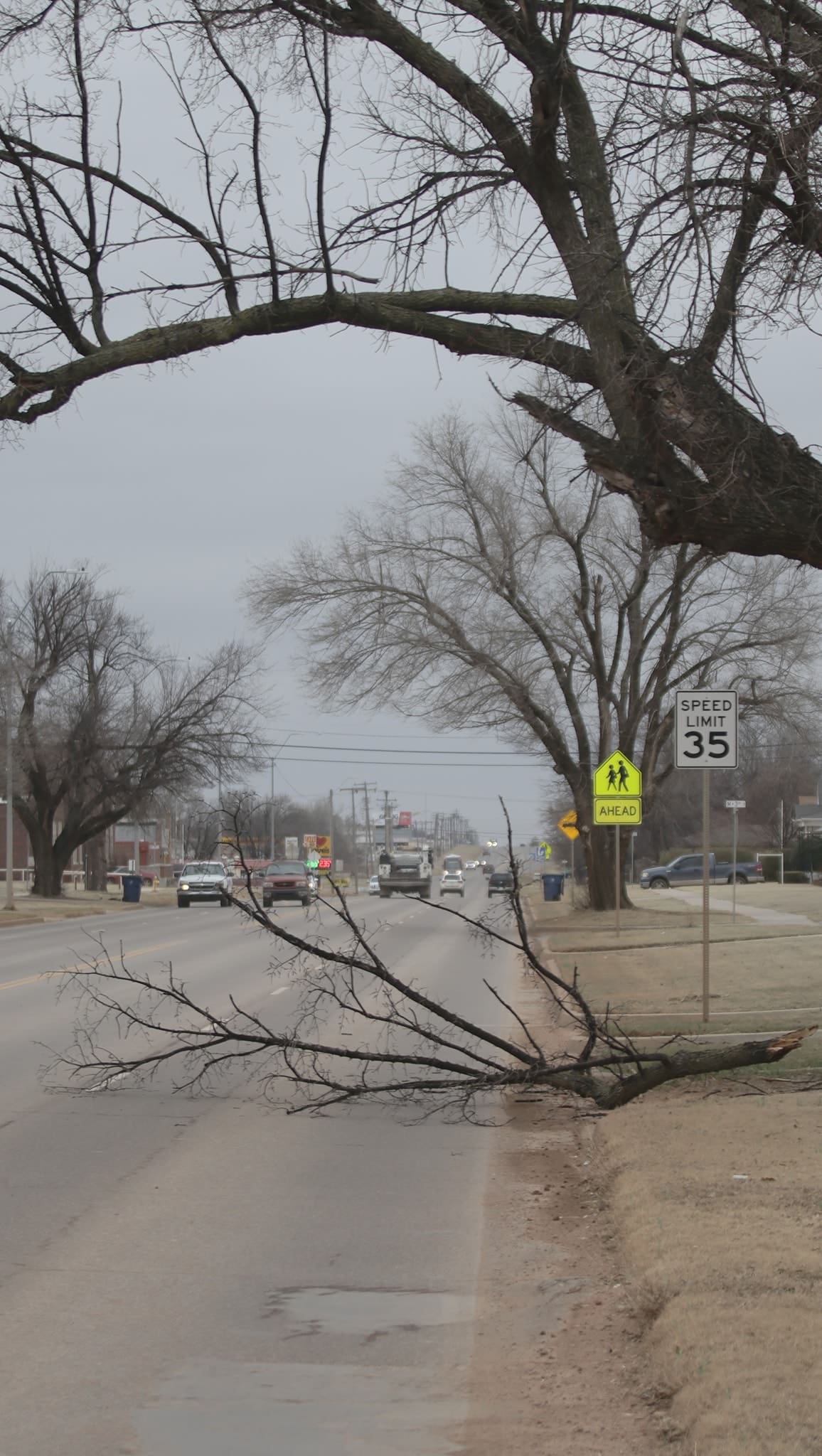 BIG TREE BRANCH DOWN