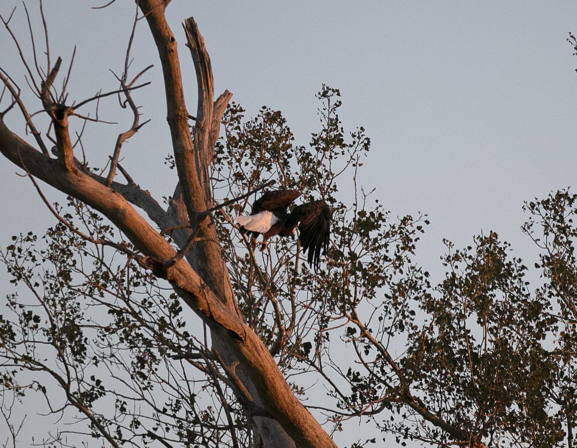 BALD EAGLE SPOTTING