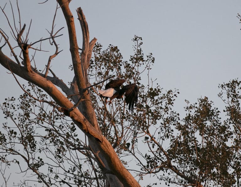 Bald Eagle 2