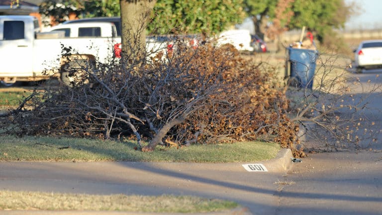 SET-YOUR-TREE-LIMBS-OUT