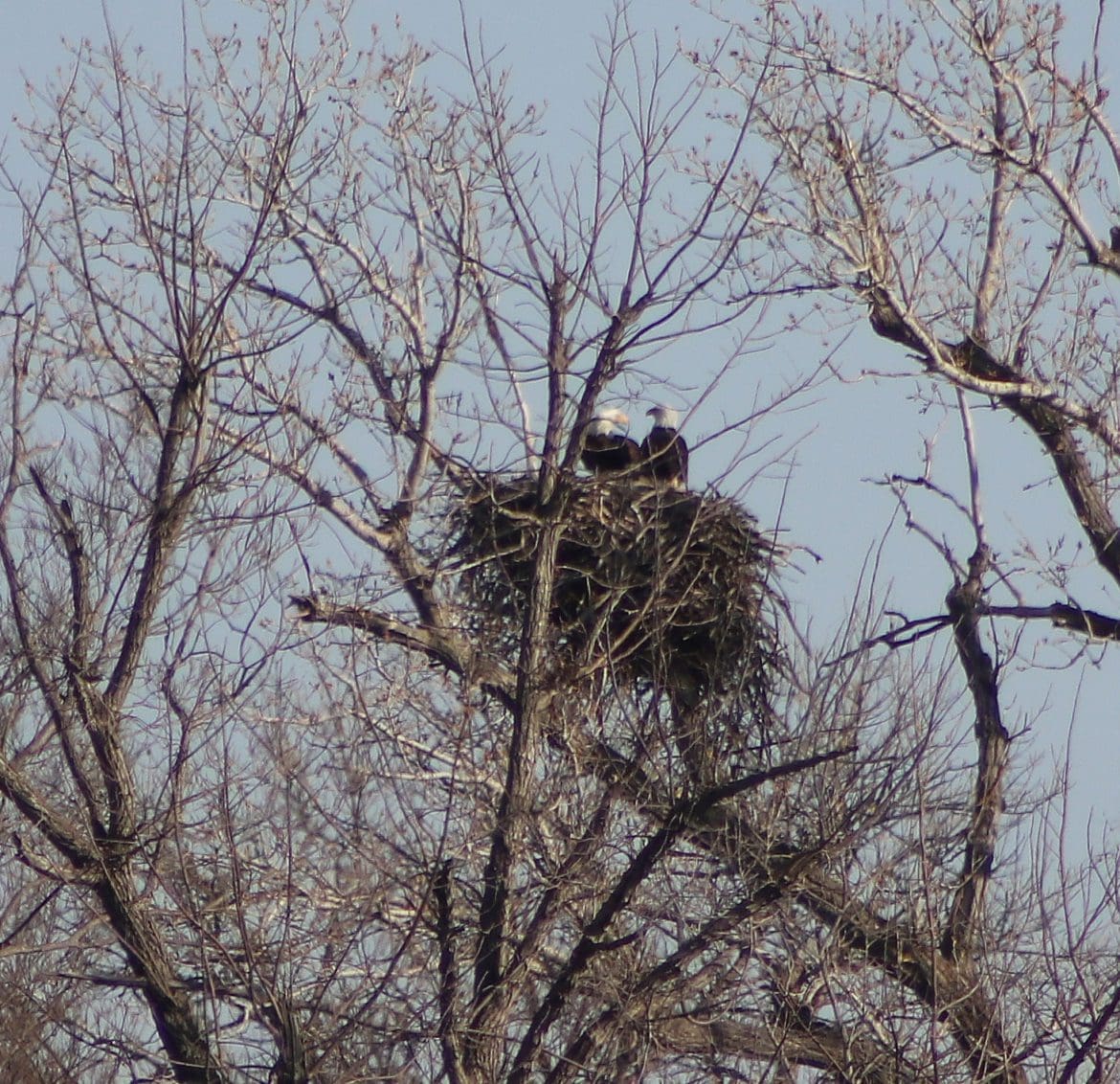 HENNESSEY EAGLES… NOT THOSE EAGLES - Your Hometown News!