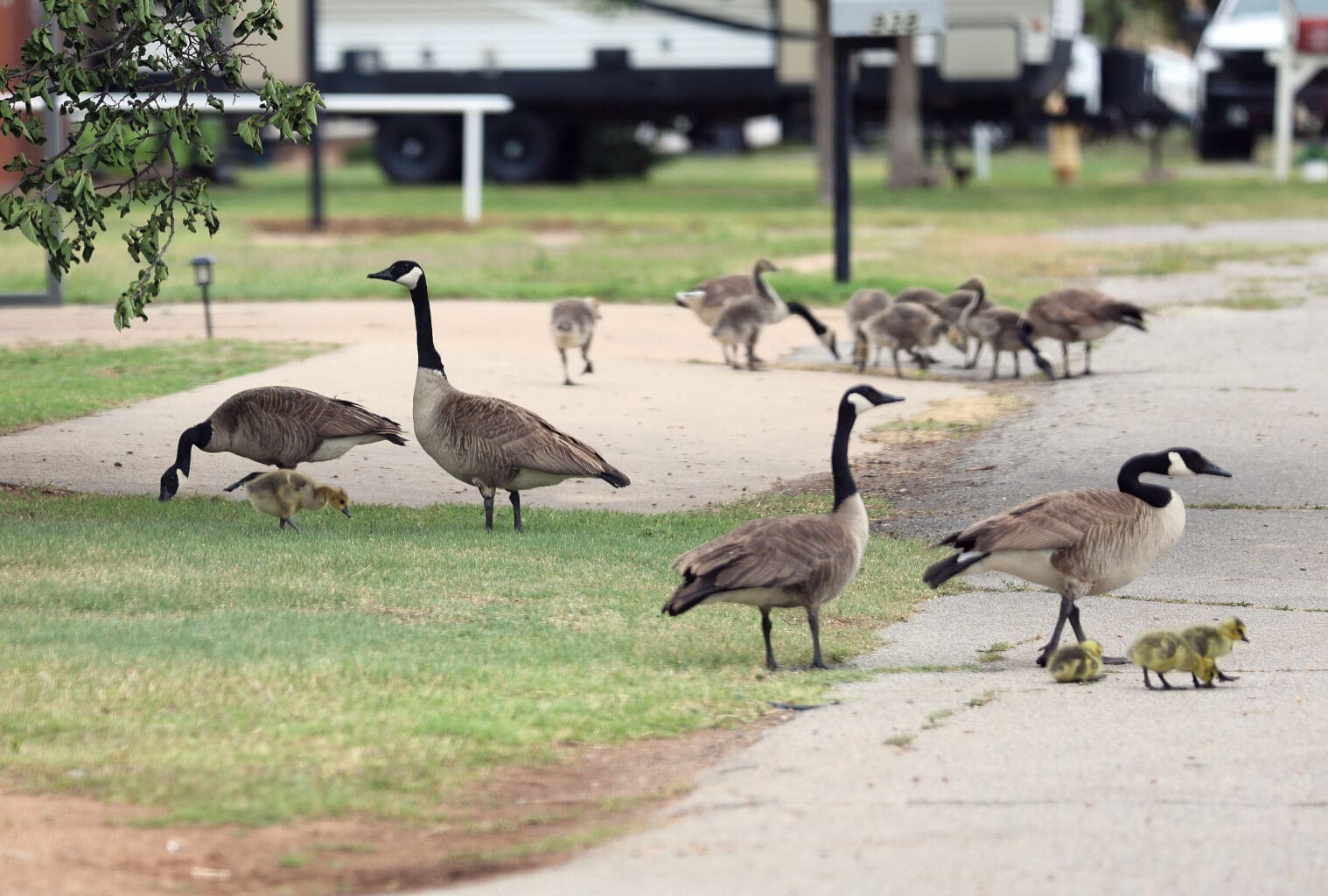 Goose family at Bull Foot Park