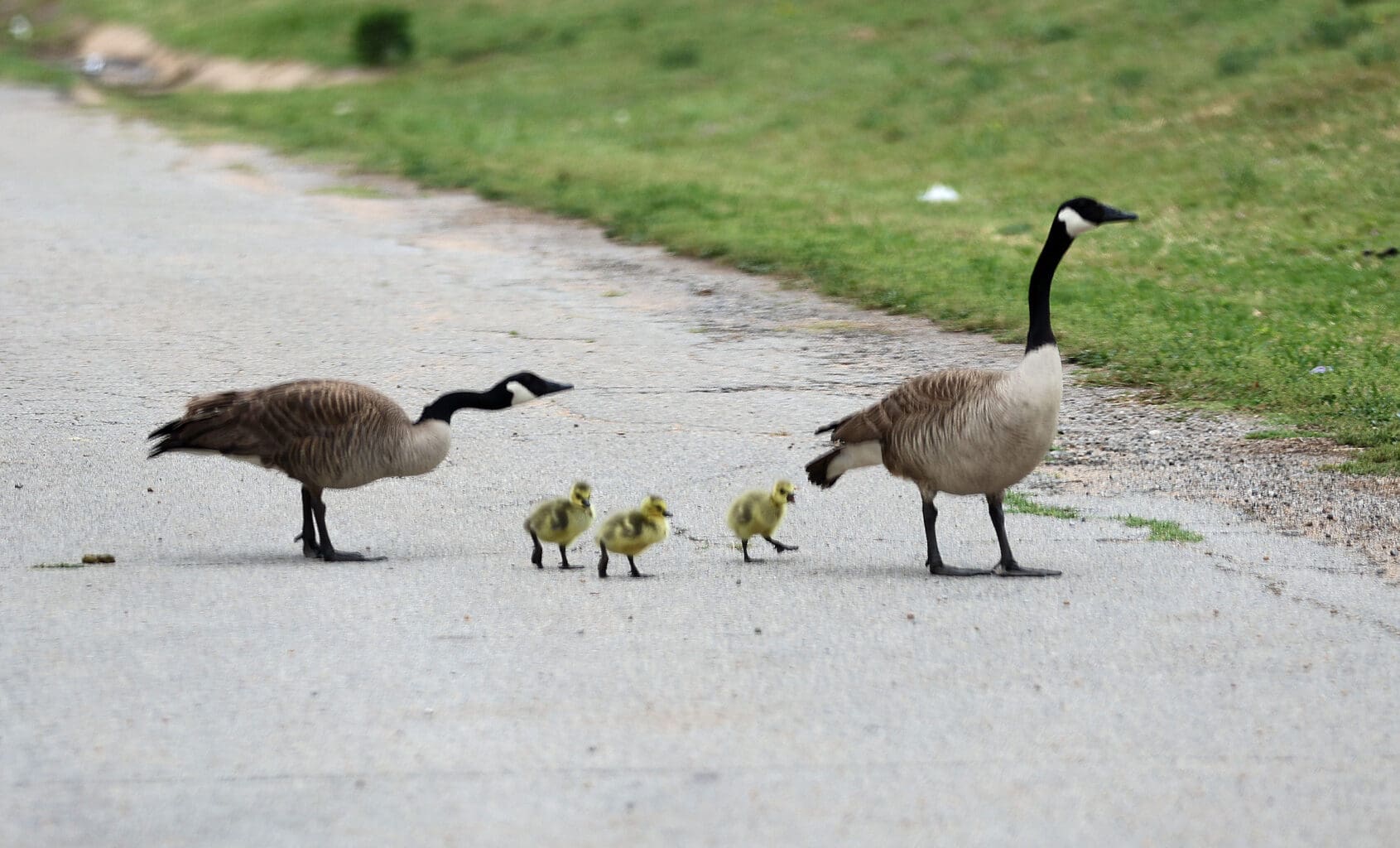 Geese and goslings at Bull Foot Park
