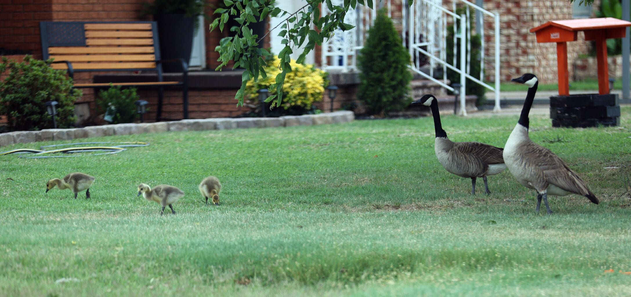 Young goslings near the pond