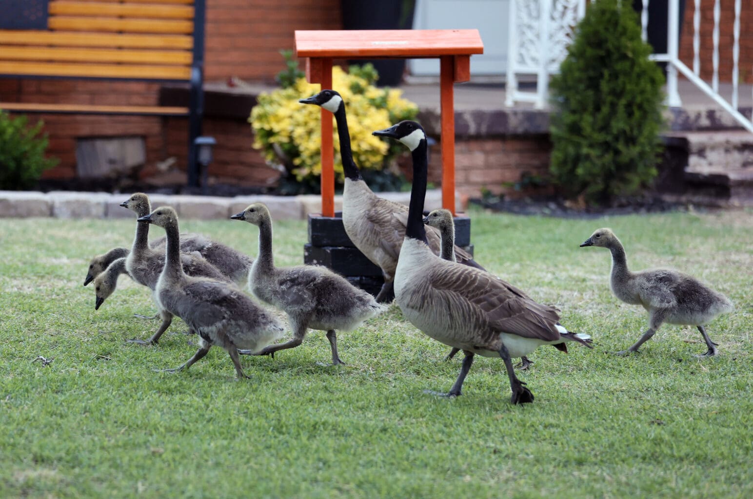 Goslings at Bull Foot Park